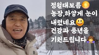 정월 대보름🌕 농장에 하얗게 눈이 내렸네요😃 건강과 풍년을 기원드립니다 🙇‍♀️