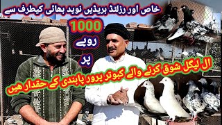 ٹیڈی کمگر فرانسہ علی والے گولڈن وحشی فل محبت 1000 میں یہ بریڈیں  کیسی پابندی