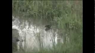 Common Coot Juvenile