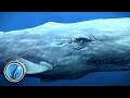 Whale of a Tale | The Deep Season 2 🦈 Ep 10 | HD Full Episode