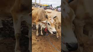 மாட்டு சந்தை சந்தைமெடு calf \u0026 cow sales market