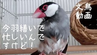 一生懸命羽繕い　桜文鳥ほーちゃん　文鳥動画