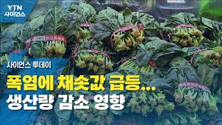 폭염에 채솟값 급등...생산량 감소 영향 / YTN 사이언스