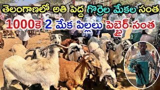 తెలంగాణలో అతి పెద్ద గొర్రెల మేకల సంత 100కె రొండు మేక పిల్లలు | Pebbair Market