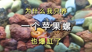 为什么我只养一个苹果螺也繁殖爆缸了？？？ #苹果螺 #苹果螺爆缸