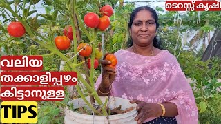 വലിയ തക്കാളി കിട്ടാനൊരു സൂത്രം |Tips to grow big sized tomato 🍅 | Malayalam