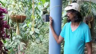 ചെറുതേൻ എങ്ങിനെ ഈസിയായി വിളവെടുക്കാം,honey harvesting easy methode