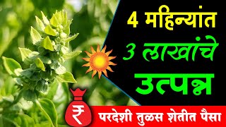 एकरी तीन लाखांचे उत्पन्न देणारी इटालियन तुळस | Basil Farming In Maharashtra | Tulas | Shivar News 24