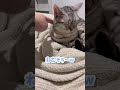 【猫動画】猫の寝顔が可愛すぎて色々集めてみました...‼︎笑 shorts