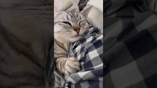 【猫動画】猫の寝顔が可愛すぎて色々集めてみました...‼︎笑 #shorts