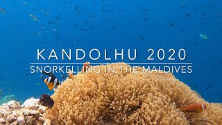 Snorkelling in the Maldives - Kandolhu - 2020