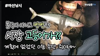 볼락 잡으러 왔는데 시장 고등어가 물어줍니다. 전갱이는 덤!!