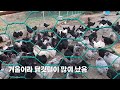 흑시골청계 2022 초겨울일상 닭사료 배추 챙기기