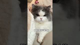 这小猫咪怎么奶凶奶凶的！#萌宠  #社会猫