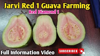 Jarvi Red one Guava And Red Diamond one Guava Farming in India Successful Commercial Farming 2024