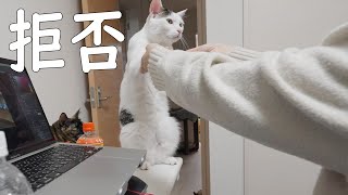 ママに甘えてるのに膝には行くのは全力で拒否する猫達