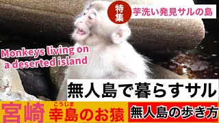 幸島 （宮崎県串間市）島のおサルは野性味が強い。 /monpai monyet Japanese Macaques Washing Potatoes #snowmonkey