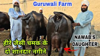 Very Special Video - Guruwali Farm के शानदार नगीने Top Quality Murrah Buffaloes ❤️