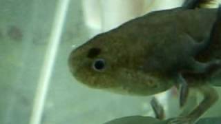 ウーパールーパー/Axolotl・動くウーパールーパー