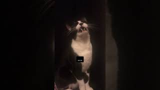 Tuxskateers Short 41 #tuxskateers #shorts #pets #cats #kitten #tiktok #instagram #youtube