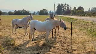 outskirts of pioneer cemetery Wednesday 8/31(2)
