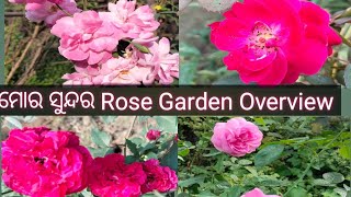 ମୋର ସୁନ୍ଦର Rose Garden କୁ welcome