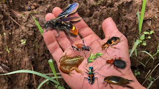 catch beautiful crickets and unique small beetles‼️hunt diving beetle, scoliid wasp and puddle frogs