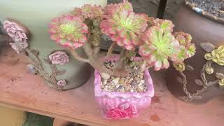 Korea Succulents for Sale (408)6615751