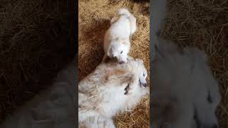 Britches \u0026 Donuts#dog #Pyrenees #livestockguardiandog #wrestling #farmlife #workingdog