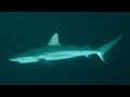 Facts: The Grey Reef Shark