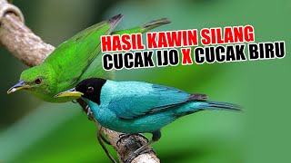 BURUNG HYBR1D - HASIL K4WIN SIL4NG  CUCAK IJO DAN CUCAK  BIRU - BENARKAH ..??