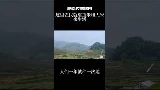 越南農村梯田美景。農村人都靠玉米和大米來生活