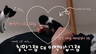 아기고양이 구조일기 ep.1 (동물병원, kmr분유, 배변유도, 이케아, 집밥, 데이트, 용인카페, 불닭볶음면, 커플 브이로그, 새끼고양이 검진비용)