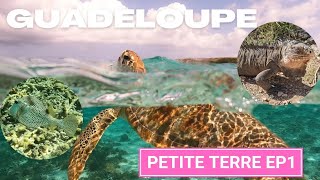 PETITE TERRE GUADELOUPE EXCURSION - SNORKELING WITH SEA TURTLES - NAGER AVEC DES TORTUES