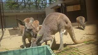 アカカンガルー　(神戸市立王子動物園/兵庫県)