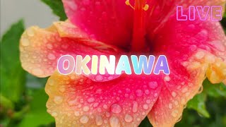 南の島OKINAWA