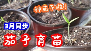 How to grow eggplants from seeds？