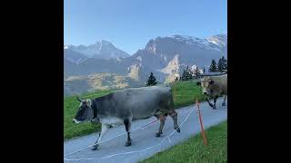 Australian Cow 🐄  #Butifulnature #Mountain #Naturelovers #MorningView #Animalslovers #Lifestyle