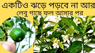 লেবু গাছে ফুল থেকে ফল আসার পরেও/ফল বৃদ্ধি না হওয়া/তার আগেই ঝড়ে পড়ে যাওয়া/একেবারেই বন্ধ হবে