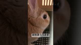 病院へタクシーで連れて行く時、うさぎが哀愁を漂わせてきます#うさぎ #bunny #rabbit #哀愁 #shorts