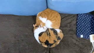 【しゃべる猫】猫のうた『頭とお尻が連結』