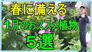 [ガーデニング] 1月のおススメ植物 5選「キャリア30年のプロガーデナーが1月に植える植物たち」