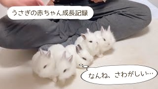 【うさぎ】ななにんかぞく/子うさぎ全員で記念撮影にチャレンジ