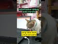 semangat kerja‼️#shorts #ihsanfanani #cat #catlover #kucing #fypシ゚viral #motivation