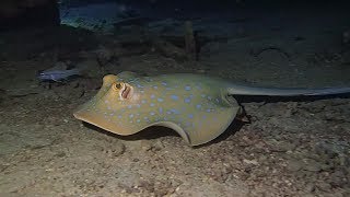 Night Dives at Koh Tao Thailand