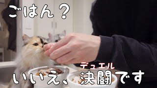 猫のごはん作りでデュエルスタンバイ【ミヌエット姉妹の日常】【遊戯王】