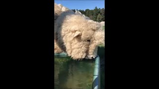 Sheep Drink Water by Taking a Sip One at a Time