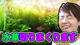 1ヶ月放置してしまった水草を切りまくっていくー！【マスオのアクアリウム】