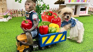 Baby Monkey Bim Bim harvests bell peppers to make pizza with puppy  | Baby Monkey Animal