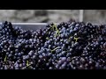 the grape harvest in valtellina